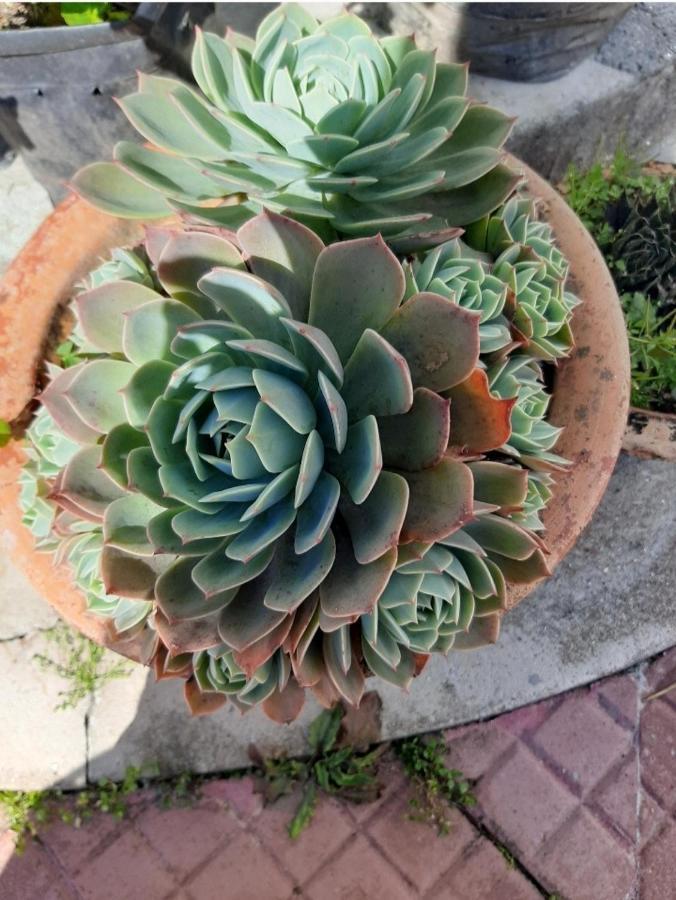 Greenery Homestay 다르질링 외부 사진