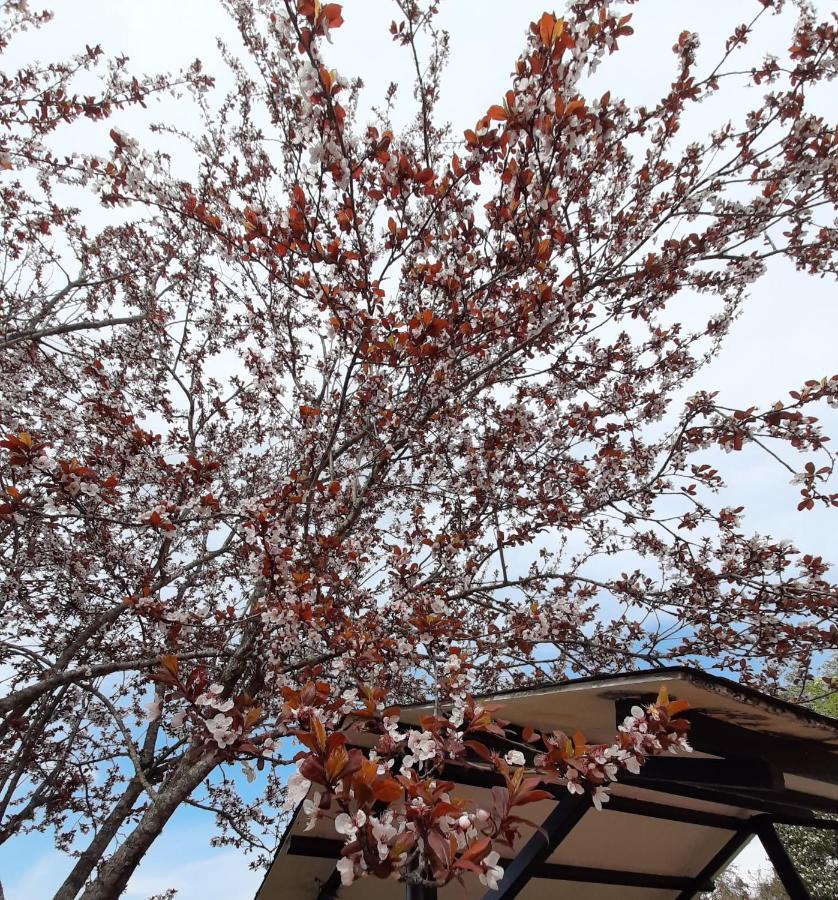 Greenery Homestay 다르질링 외부 사진