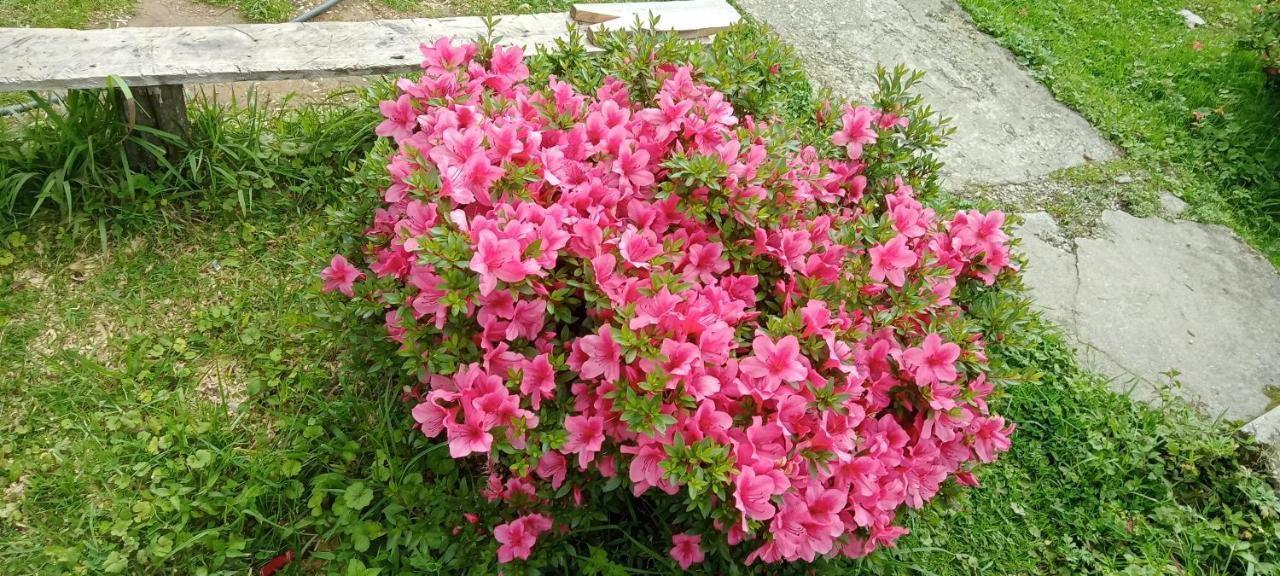 Greenery Homestay 다르질링 객실 사진