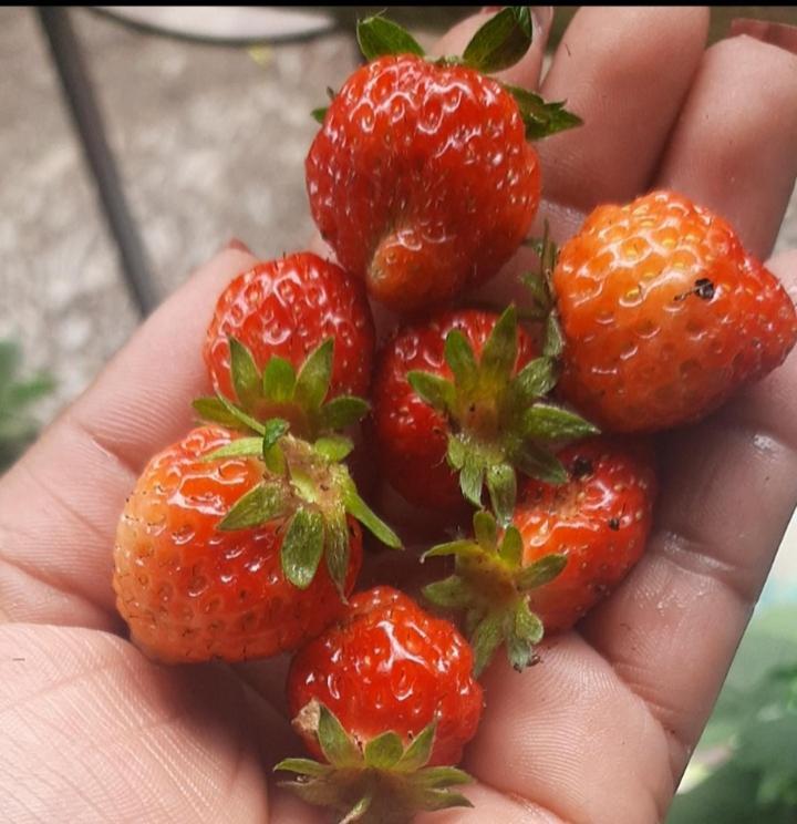 Greenery Homestay 다르질링 외부 사진